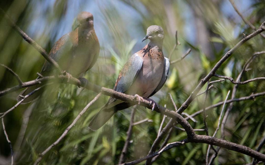 يمامة عمياء